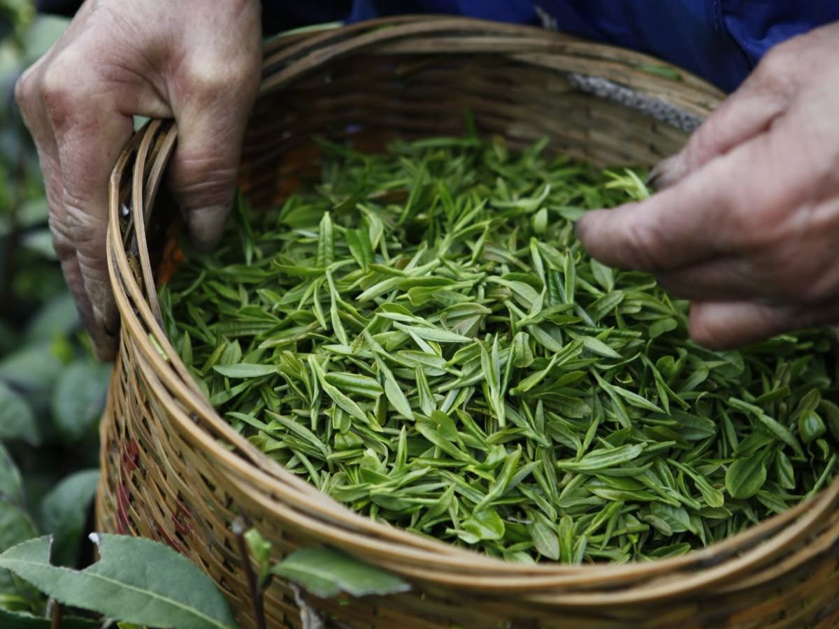 everyday-kitchen-items-that-double-as-effective-natural-fertilisers-for-your-plants 6 Everyday Kitchen Items That Can Double As Effective Natural Fertilisers For Plants - Photo Gallery