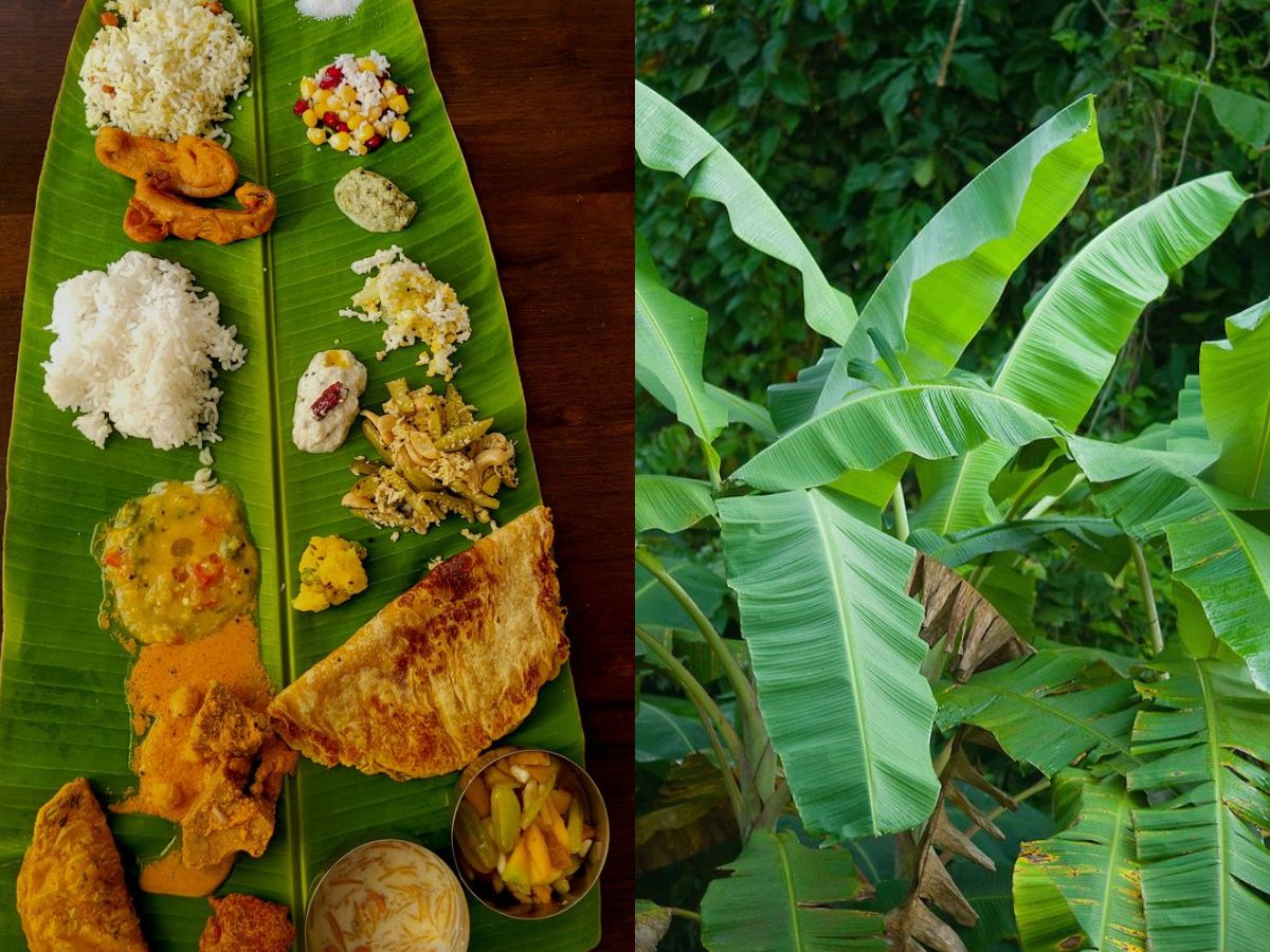 sustainable-serving-why-banana-leaf-plates-are-a-natural-choice-in-pics Image Credit- Pinterest - Photo Gallery