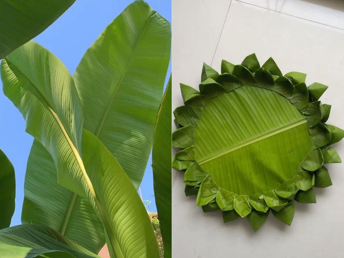 sustainable-serving-why-banana-leaf-plates-are-a-natural-choice-in-pics Image Credit- Pinterest - Photo Gallery