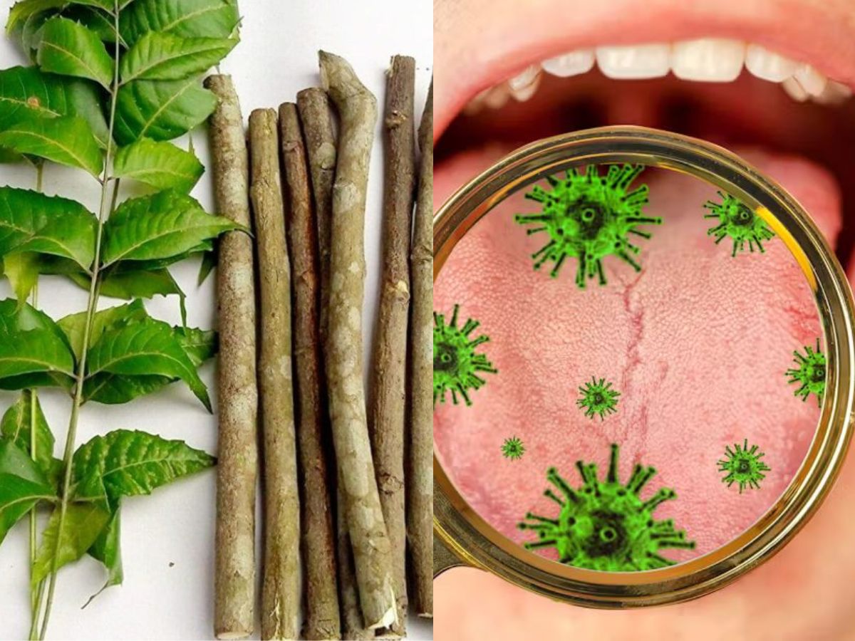 in-pics-six-powerful-reasons-neem-sticks-are-todays-ultimate-natural-toothbrushes Image Credit- Pinterest - Photo Gallery