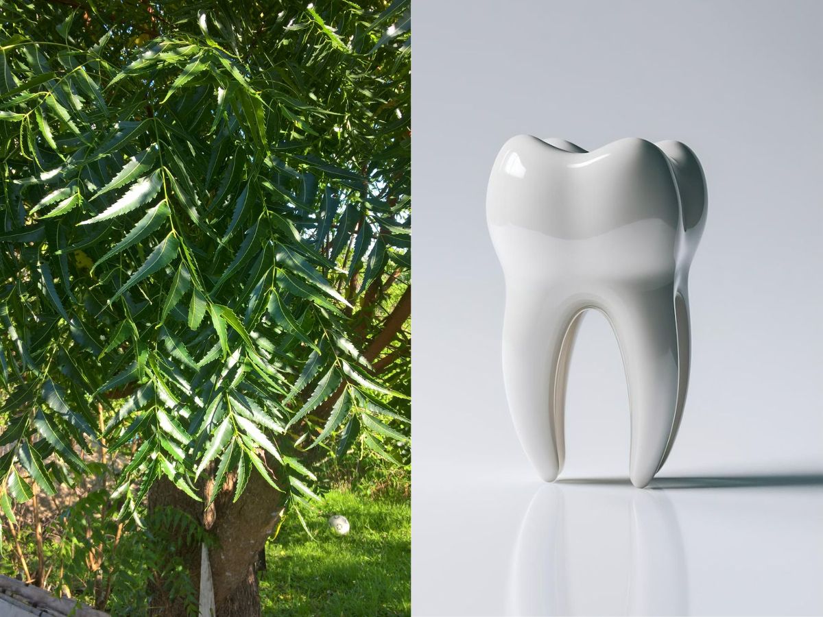in-pics-six-powerful-reasons-neem-sticks-are-todays-ultimate-natural-toothbrushes Image Credit- Pinterest - Photo Gallery