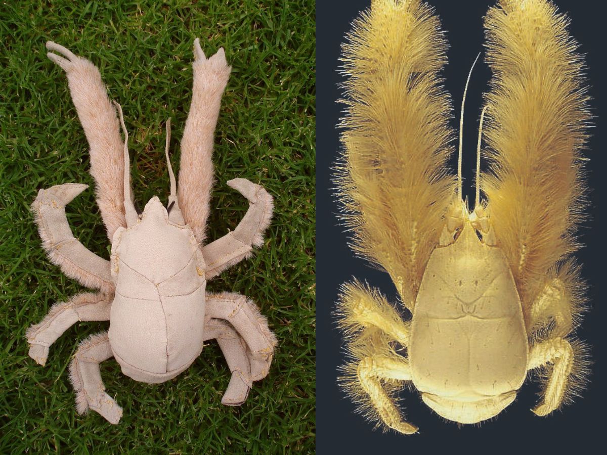 dive-into-the-deep-six-of-the-strangest-sea-creatures-youve-never-seen-in-pics Image Credit- Pinterest - Photo Gallery