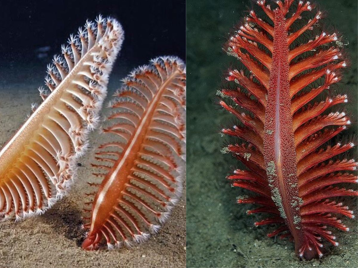 dive-into-the-deep-six-of-the-strangest-sea-creatures-youve-never-seen-in-pics Image Credit- Pinterest - Photo Gallery