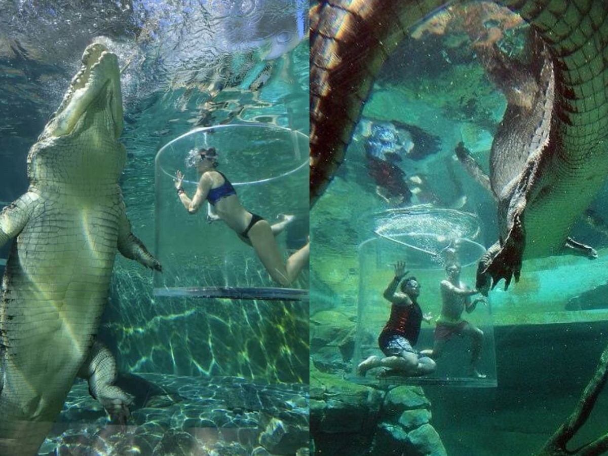 dive-into-the-deep-six-of-the-strangest-sea-creatures-youve-never-seen-in-pics Image Credit- Pinterest - Photo Gallery