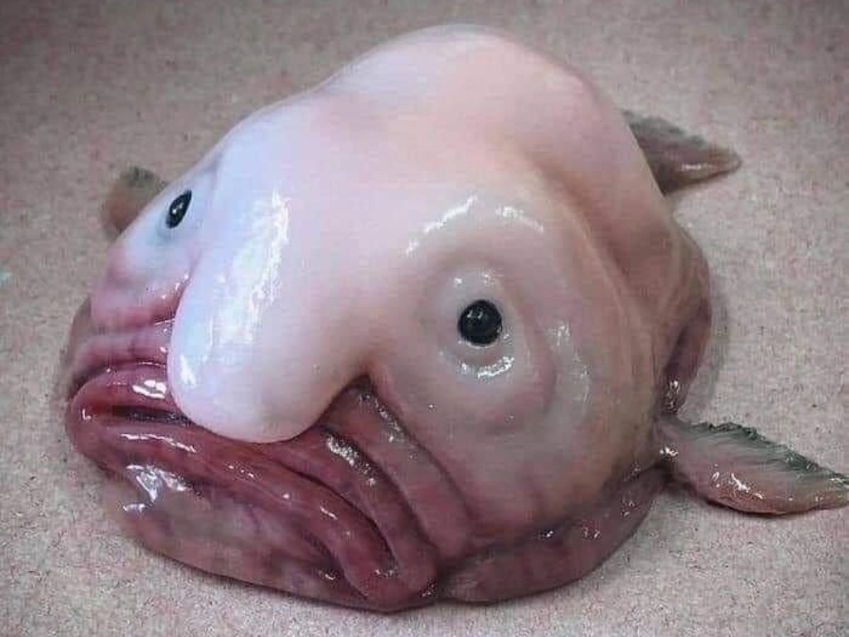 dive-into-the-deep-six-of-the-strangest-sea-creatures-youve-never-seen-in-pics Image Credit- Pinterest - Photo Gallery