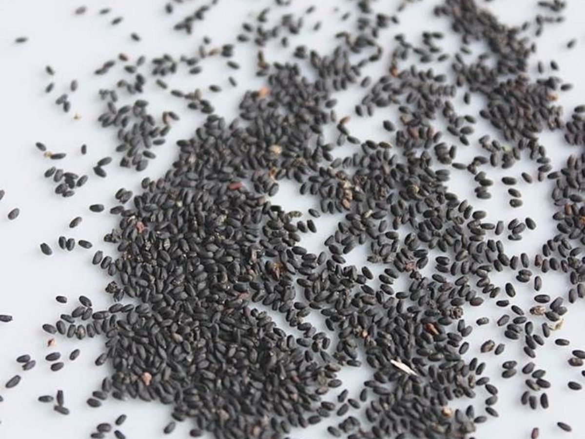 is-it-safe-to-eat-sabja-seeds-in-monsoon-health-benefits-risks-and-expert-tips Is It Safe to Eat Sabja Seeds in Monsoon? Check Facts - Photo Gallery