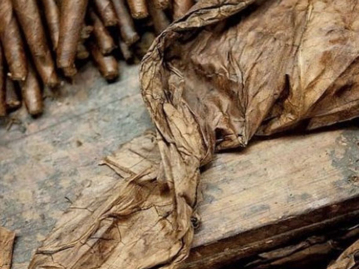 How Quitting Tobacco Can Heal Your Lungs? - Photo Gallery