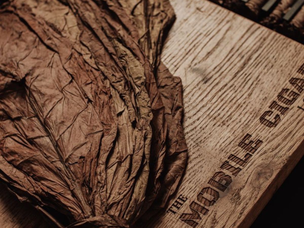 How Quitting Tobacco Can Heal Your Lungs? - Photo Gallery