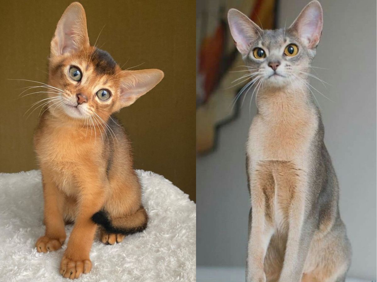 abyssinian-cats-personality-care-and-why-theyre-ideal-for-active-households-known-for-their-striking-appreance-energetic-and-playful-personality Abyssinian Cats: Personality, Care, and Why They’re Ideal for Active Households - Photo Gallery