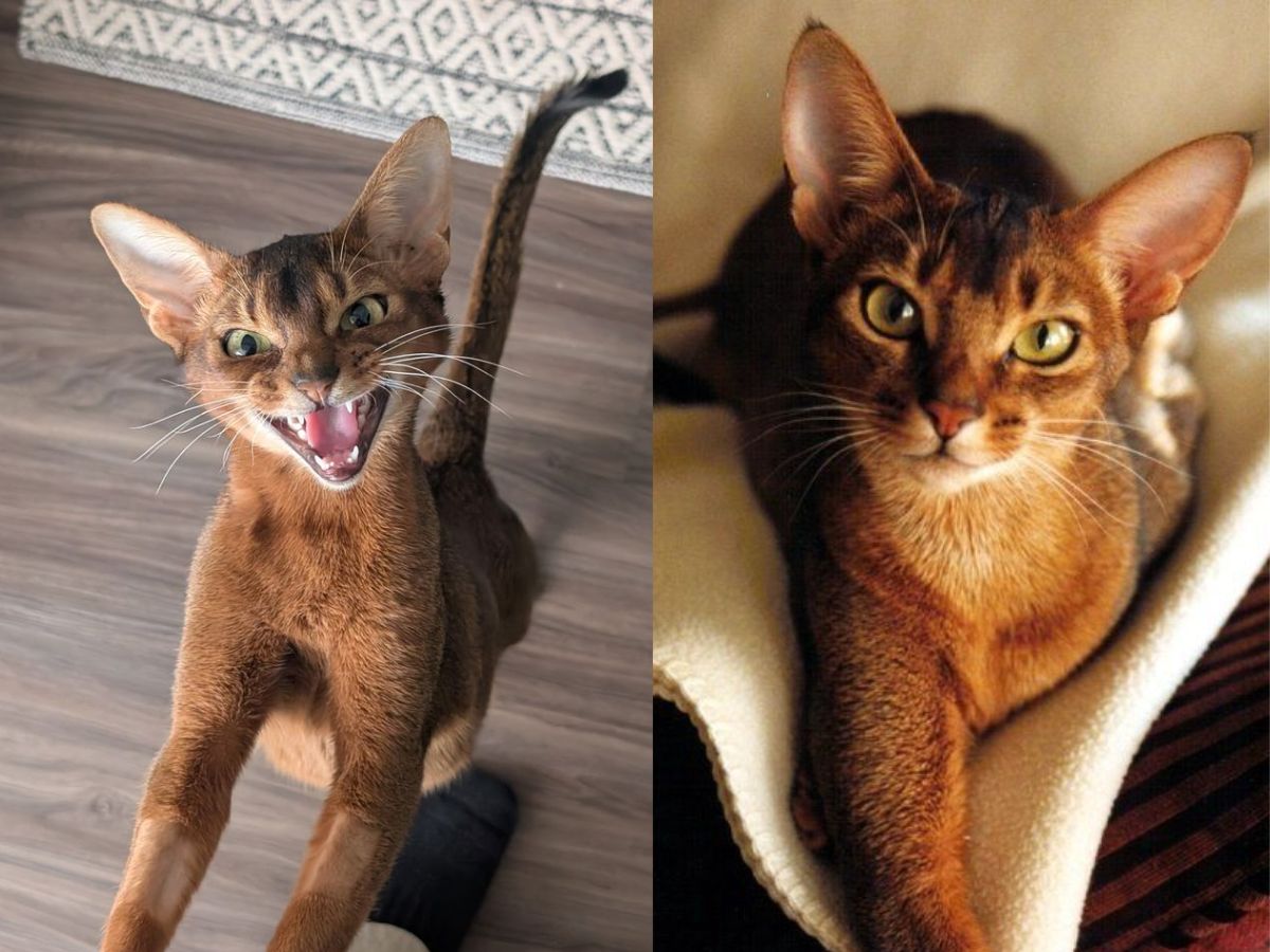 abyssinian-cats-personality-care-and-why-theyre-ideal-for-active-households-known-for-their-striking-appreance-energetic-and-playful-personality Abyssinian Cats: Personality, Care, and Why They’re Ideal for Active Households - Photo Gallery