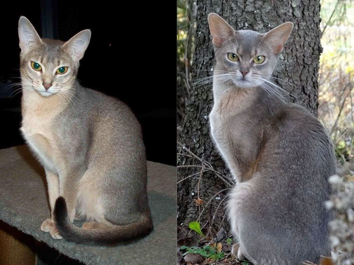 abyssinian-cats-personality-care-and-why-theyre-ideal-for-active-households-known-for-their-striking-appreance-energetic-and-playful-personality Abyssinian Cats: Personality, Care, and Why They’re Ideal for Active Households - Photo Gallery