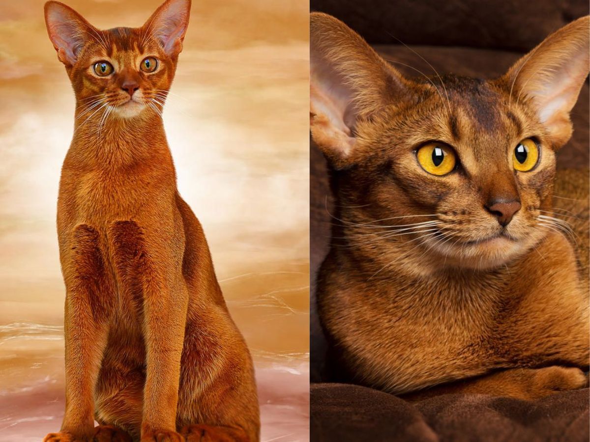 abyssinian-cats-personality-care-and-why-theyre-ideal-for-active-households-known-for-their-striking-appreance-energetic-and-playful-personality Abyssinian Cats: Personality, Care, and Why They’re Ideal for Active Households - Photo Gallery