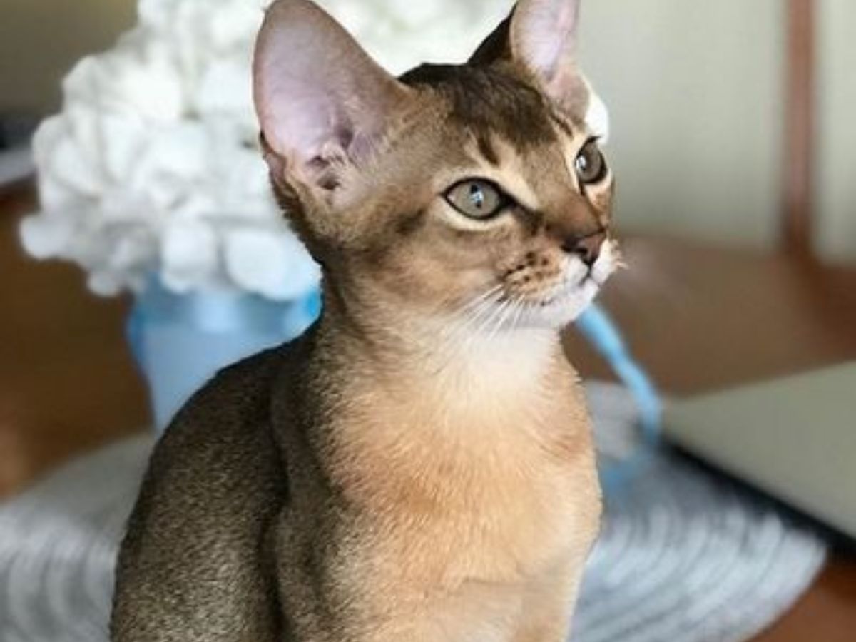 abyssinian-cats-personality-care-and-why-theyre-ideal-for-active-households-known-for-their-striking-appreance-energetic-and-playful-personality Abyssinian Cats: Personality, Care, and Why They’re Ideal for Active Households - Photo Gallery