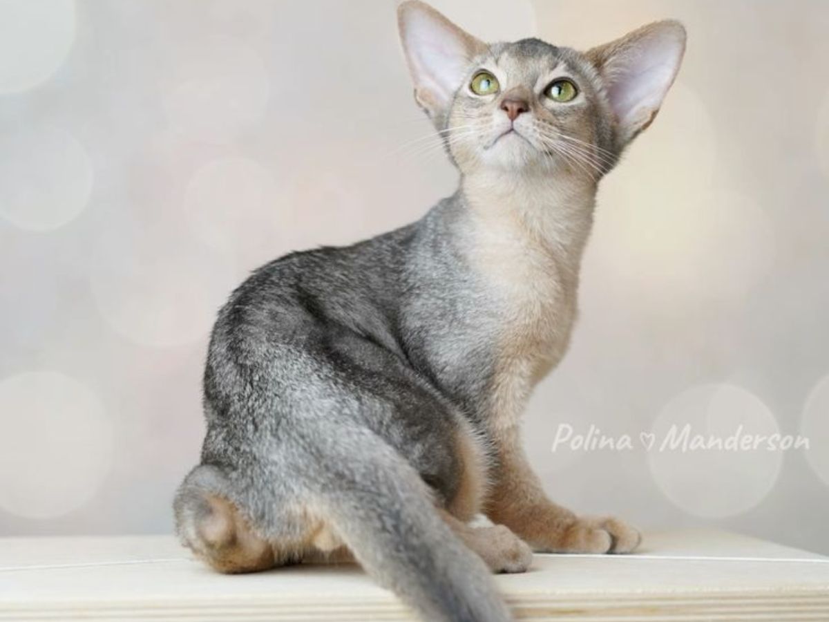 abyssinian-cats-personality-care-and-why-theyre-ideal-for-active-households-known-for-their-striking-appreance-energetic-and-playful-personality Abyssinian Cats: Personality, Care, and Why They’re Ideal for Active Households - Photo Gallery
