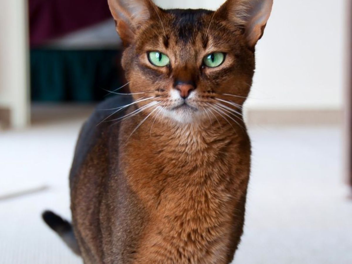 abyssinian-cats-personality-care-and-why-theyre-ideal-for-active-households-known-for-their-striking-appreance-energetic-and-playful-personality Abyssinian Cats: Personality, Care, and Why They’re Ideal for Active Households - Photo Gallery