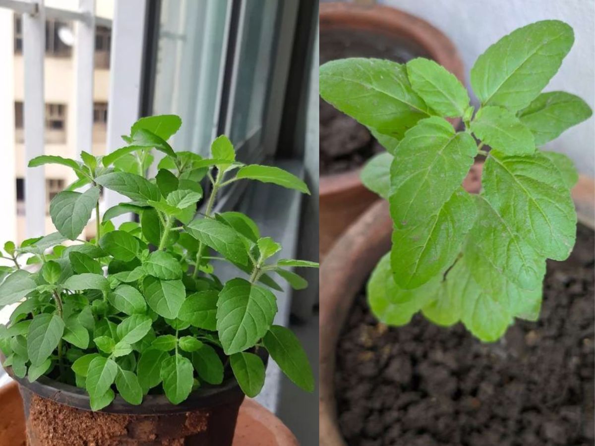 7-must-have-bedroom-plants-from-snake-plant-to-gerbera-daisy-all-enhances-air-quality-and-boost-oxygen-levels-overnight 7 Must Have Bedroom Plants That Enhance Air Quality And Boost Oxygen Levels Overnight - Photo Gallery