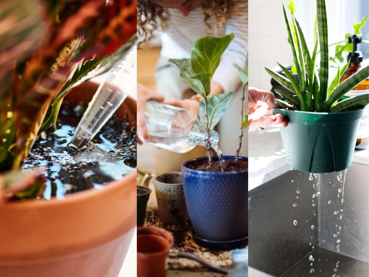 Avoid These 7 Gardening Mistakes For A Healthy And Thriving Garden All Year Round - Photo Gallery