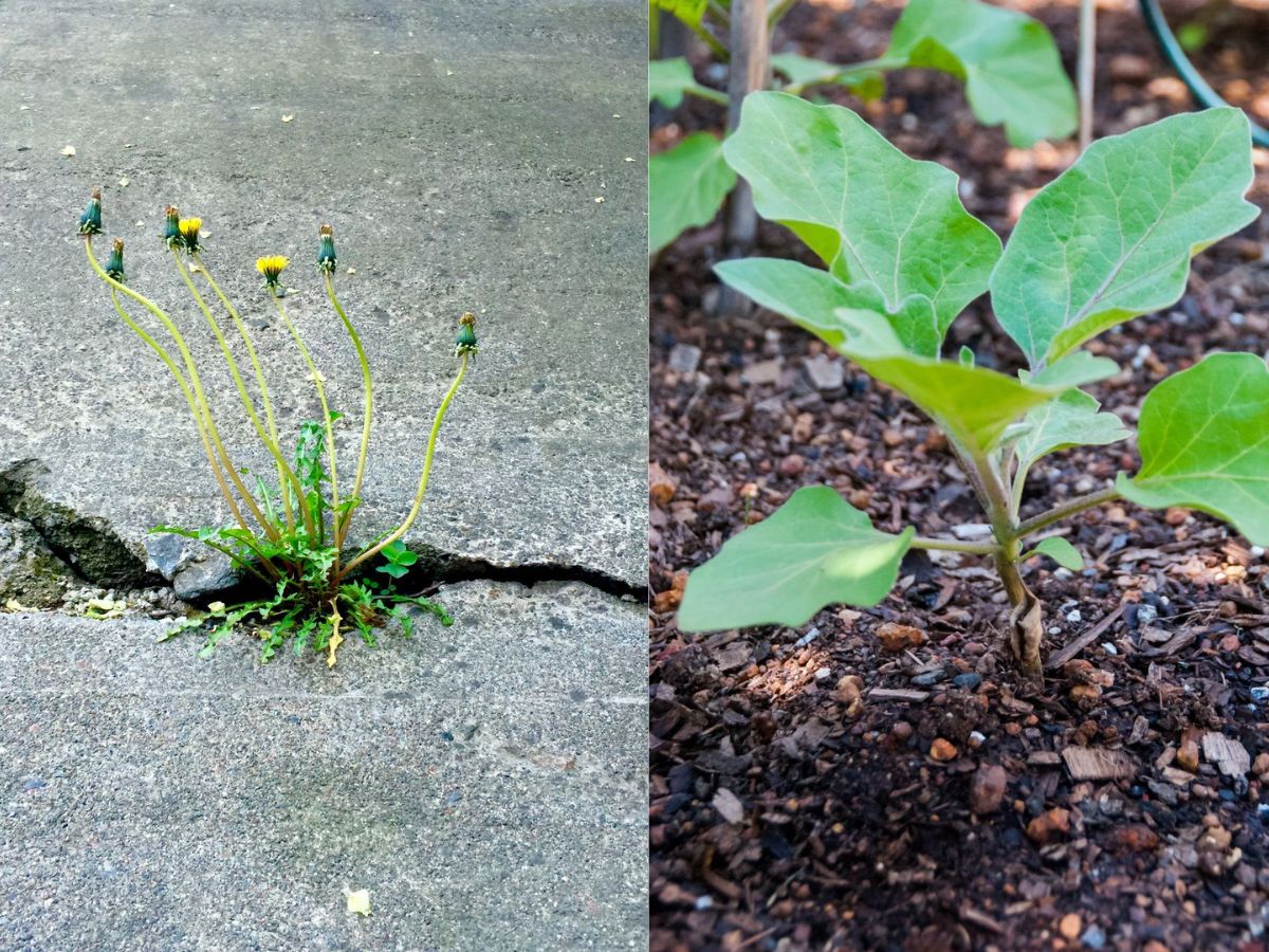 Avoid These 7 Gardening Mistakes For A Healthy And Thriving Garden All Year Round - Photo Gallery