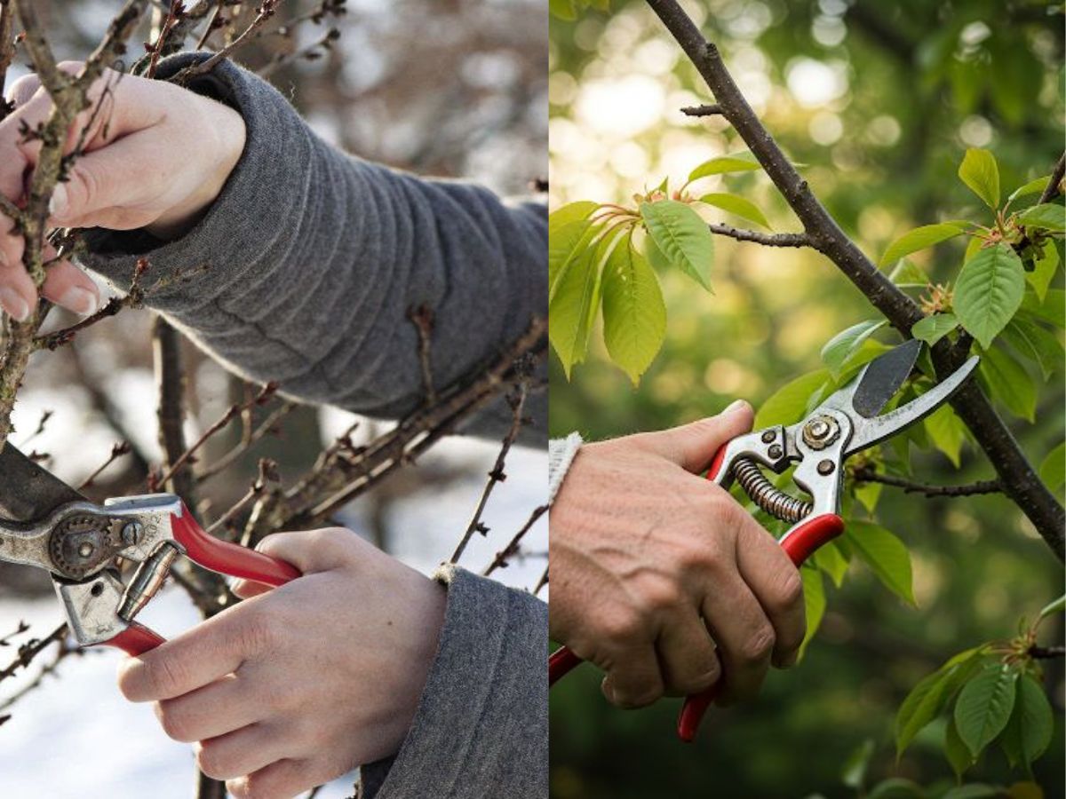 Avoid These 7 Gardening Mistakes For A Healthy And Thriving Garden All Year Round - Photo Gallery