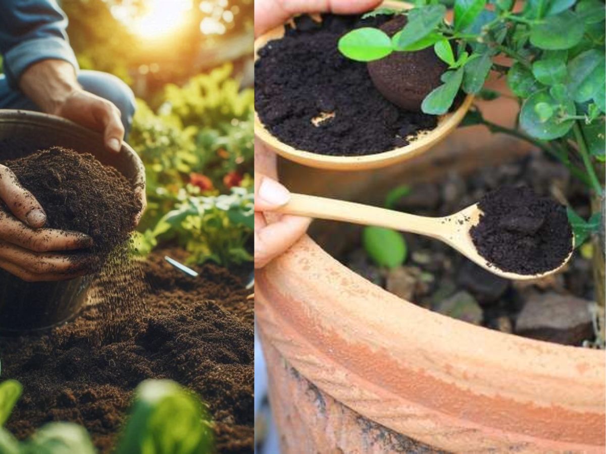 Avoid These 7 Gardening Mistakes For A Healthy And Thriving Garden All Year Round - Photo Gallery