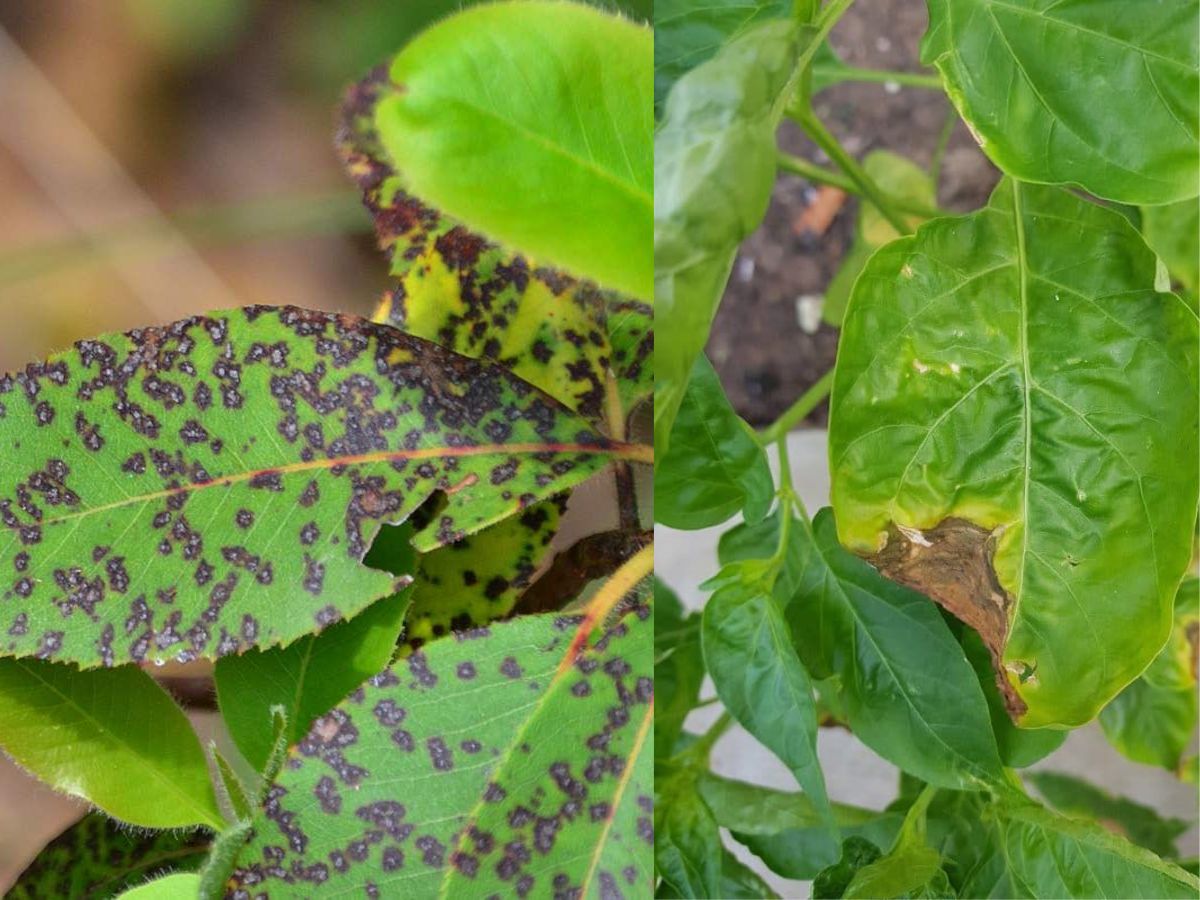 Avoid These 7 Gardening Mistakes For A Healthy And Thriving Garden All Year Round - Photo Gallery