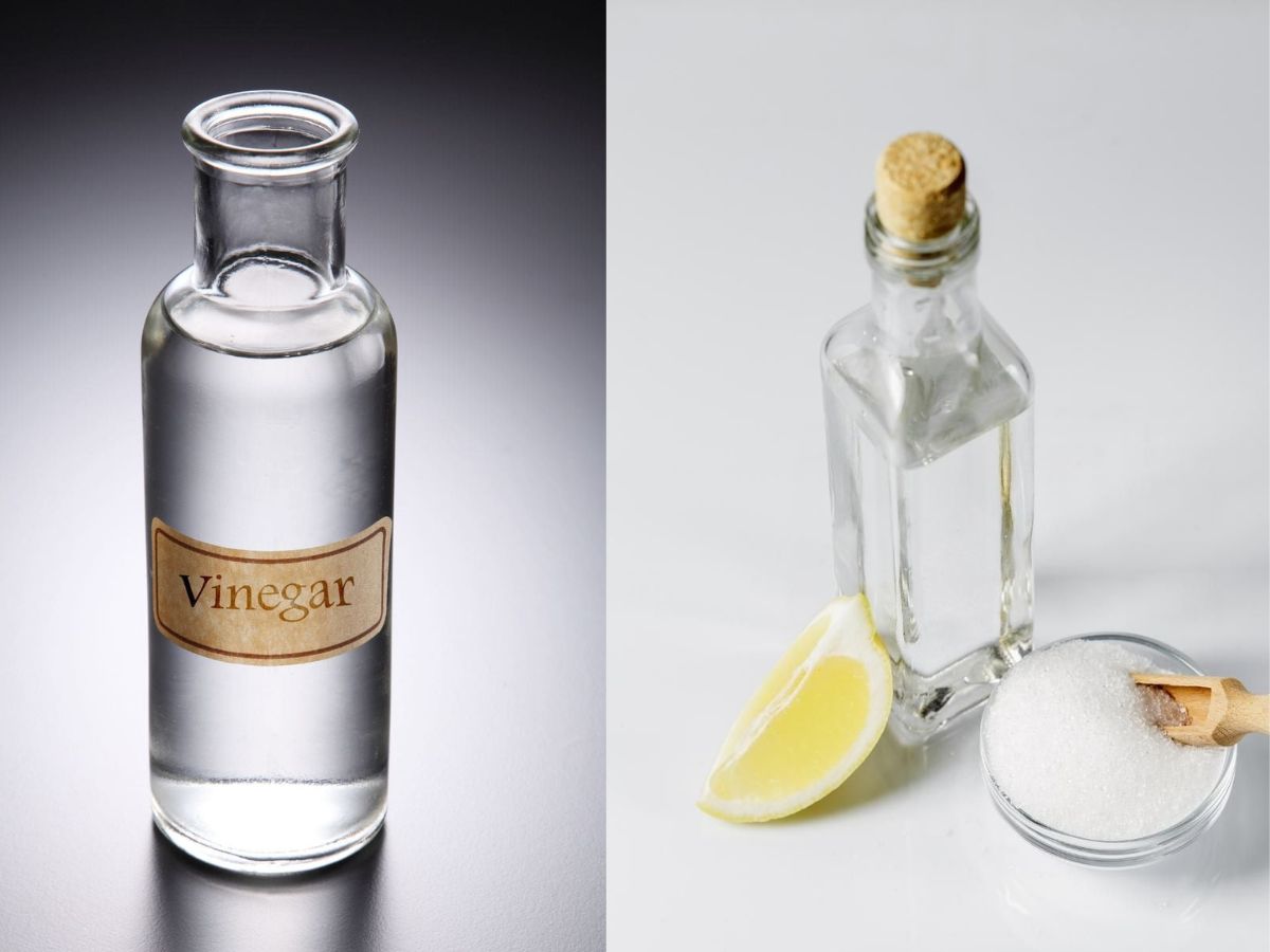 7-easy-and-natural-home-remedies-to-keep-spiders-out-without-using-chemicals 7 Easy And Natural Home Remedies To Keep Spiders Out Without Using Chemicals - Photo Gallery