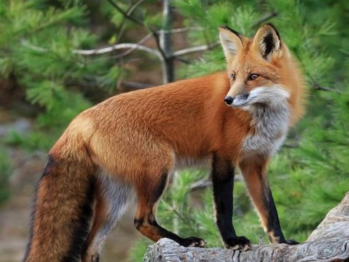8-predators-keep-birds-in-high-alert-from-raptors-to-reptiles-that-dominte-their-environments 8 Deadly Predators That Birds Fear and Avoid The Most - Photo Gallery
