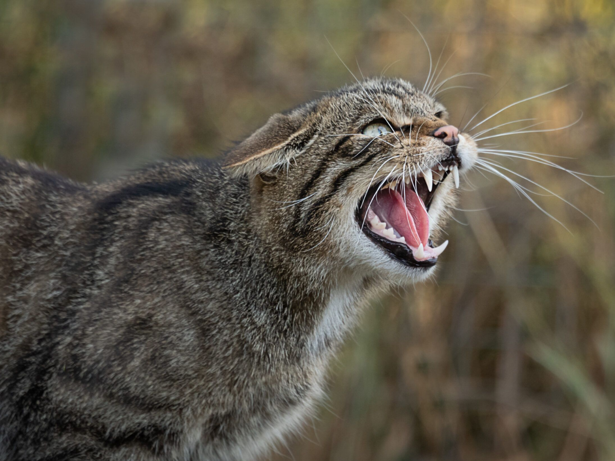 8-predators-keep-birds-in-high-alert-from-raptors-to-reptiles-that-dominte-their-environments 8 Deadly Predators That Birds Fear and Avoid The Most - Photo Gallery