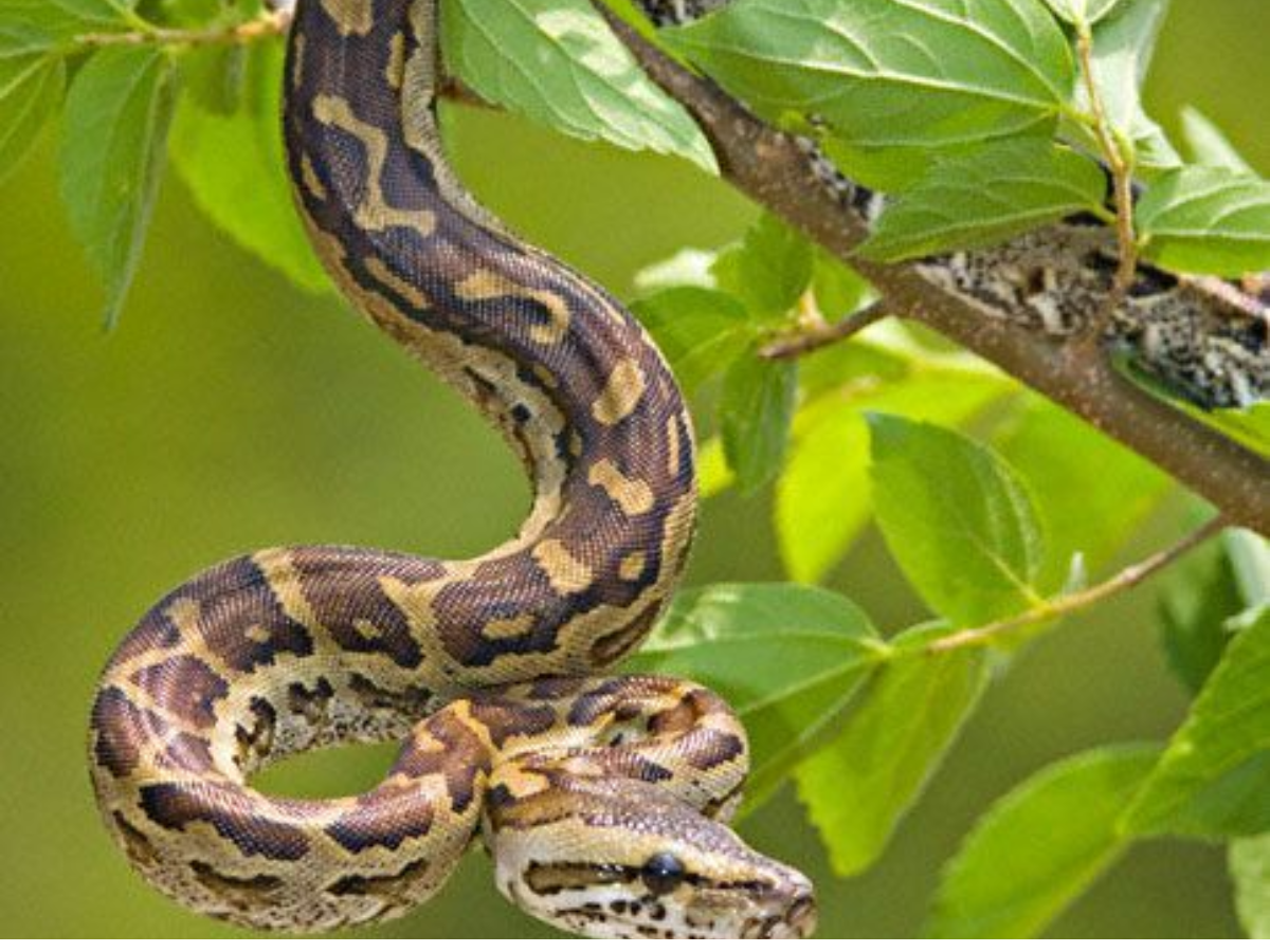 8-predators-keep-birds-in-high-alert-from-raptors-to-reptiles-that-dominte-their-environments 8 Deadly Predators That Birds Fear and Avoid The Most - Photo Gallery