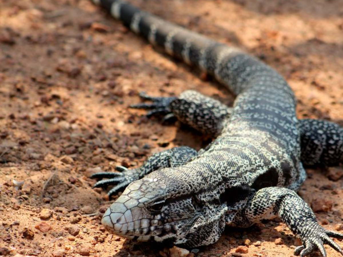 8-predators-keep-birds-in-high-alert-from-raptors-to-reptiles-that-dominte-their-environments 8 Deadly Predators That Birds Fear and Avoid The Most - Photo Gallery