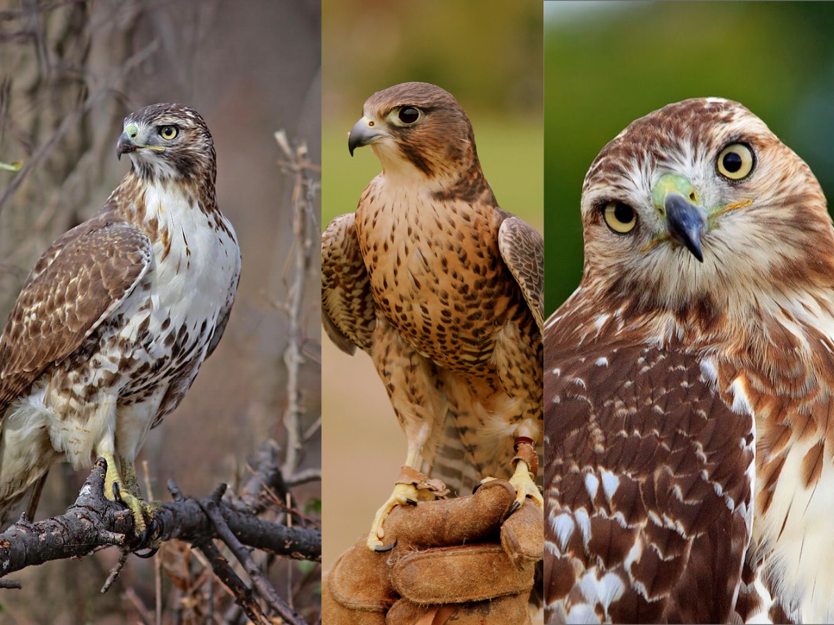 8-predators-keep-birds-in-high-alert-from-raptors-to-reptiles-that-dominte-their-environments 8 Deadly Predators That Birds Fear and Avoid The Most - Photo Gallery