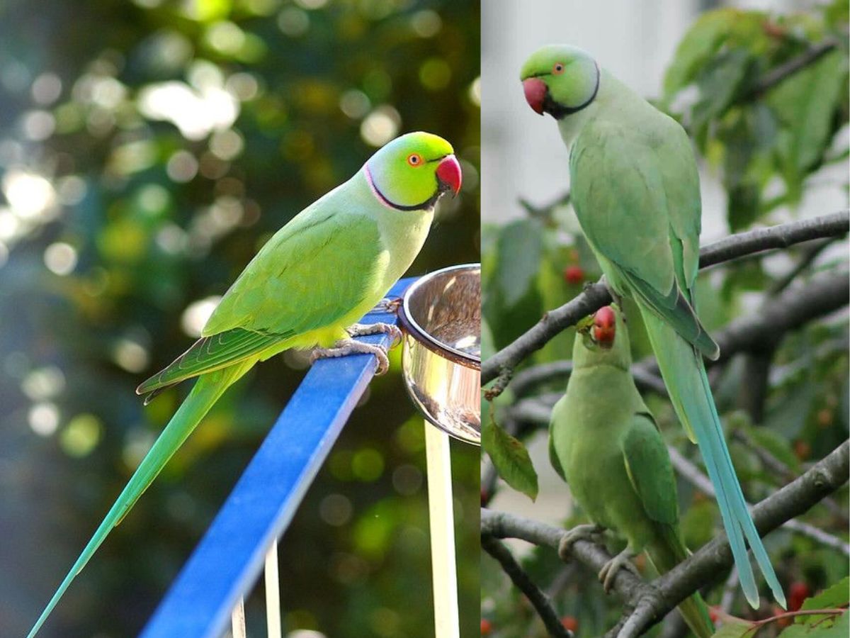8-essential-things-to-know-before-getting-an-indian-ringneck-parrot-from-lifespan-to-healthcare 8 Essential Things to Know Before Getting an Indian Ringneck Parrot: From lifespan to healthcare - Photo Gallery