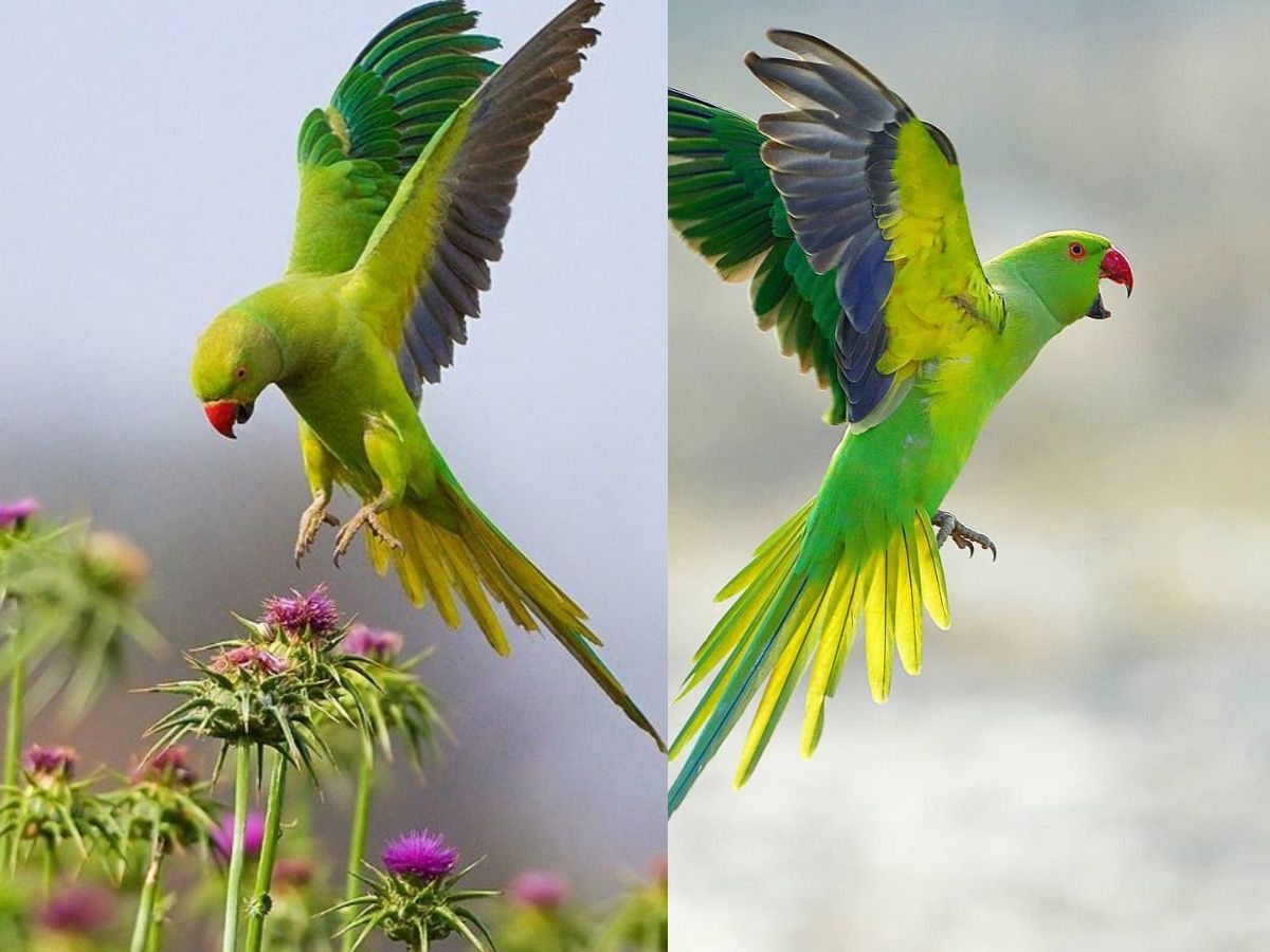 8-essential-things-to-know-before-getting-an-indian-ringneck-parrot-from-lifespan-to-healthcare 8 Essential Things to Know Before Getting an Indian Ringneck Parrot: From lifespan to healthcare - Photo Gallery