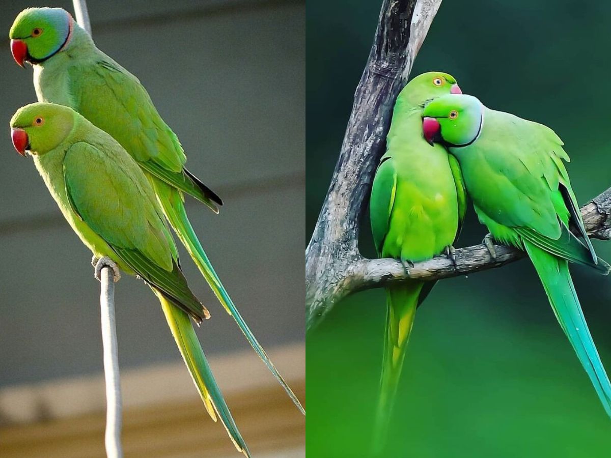 8-essential-things-to-know-before-getting-an-indian-ringneck-parrot-from-lifespan-to-healthcare 8 Essential Things to Know Before Getting an Indian Ringneck Parrot: From lifespan to healthcare - Photo Gallery