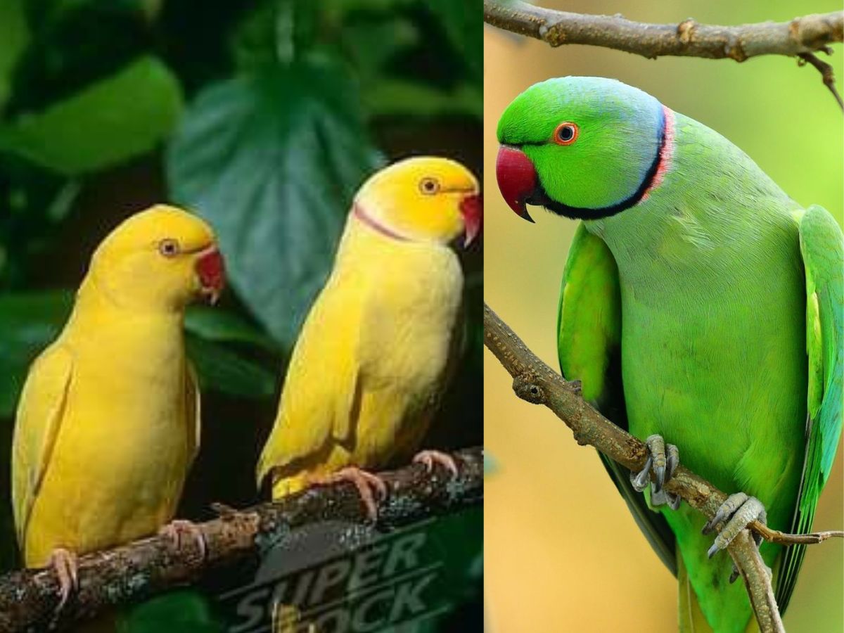 8-essential-things-to-know-before-getting-an-indian-ringneck-parrot-from-lifespan-to-healthcare 8 Essential Things to Know Before Getting an Indian Ringneck Parrot: From lifespan to healthcare - Photo Gallery