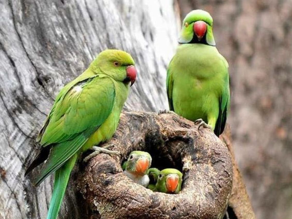 8-essential-things-to-know-before-getting-an-indian-ringneck-parrot-from-lifespan-to-healthcare 8 Essential Things to Know Before Getting an Indian Ringneck Parrot: From lifespan to healthcare - Photo Gallery