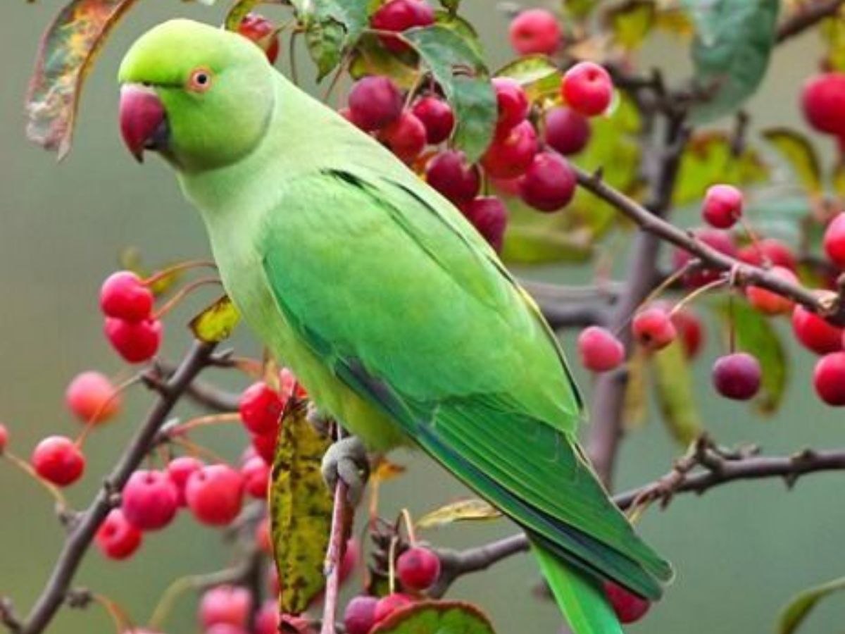 8-essential-things-to-know-before-getting-an-indian-ringneck-parrot-from-lifespan-to-healthcare 8 Essential Things to Know Before Getting an Indian Ringneck Parrot: From lifespan to healthcare - Photo Gallery