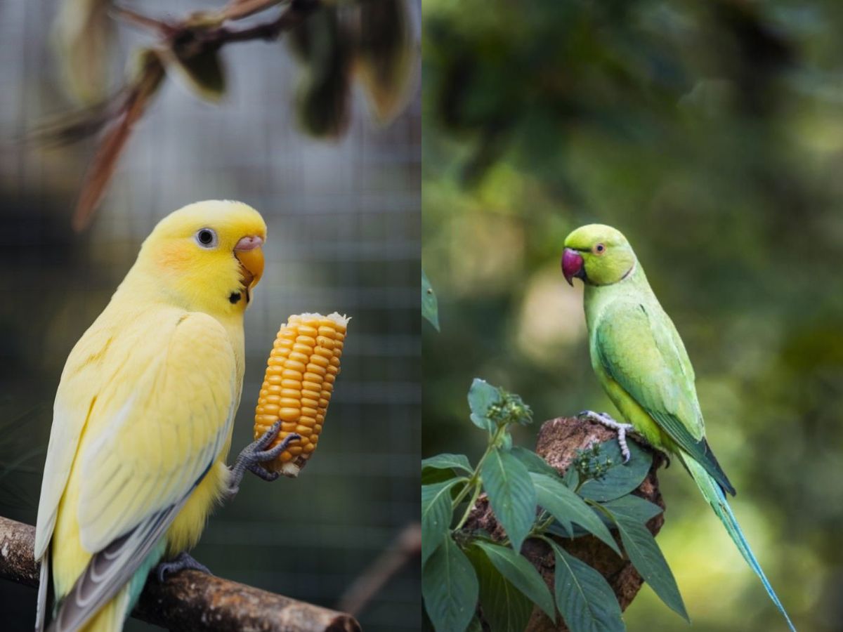 8-essential-things-to-know-before-getting-an-indian-ringneck-parrot-from-lifespan-to-healthcare 8 Essential Things to Know Before Getting an Indian Ringneck Parrot: From lifespan to healthcare - Photo Gallery