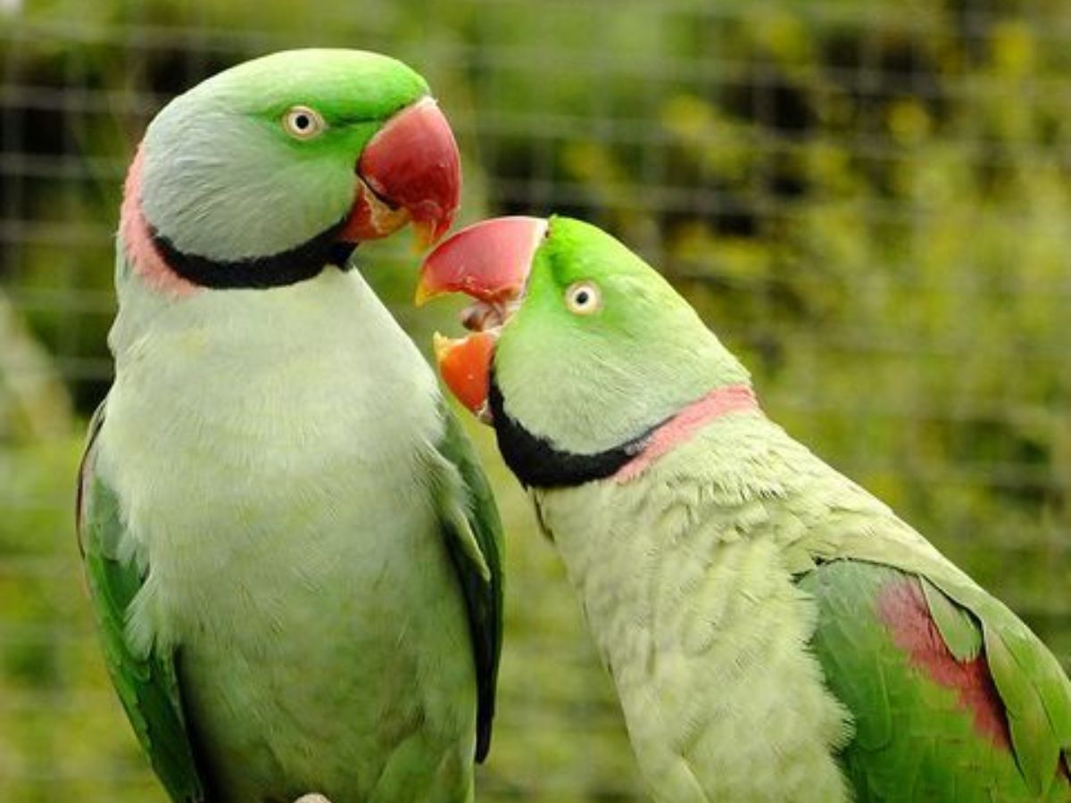 8-essential-things-to-know-before-getting-an-indian-ringneck-parrot-from-lifespan-to-healthcare 8 Essential Things to Know Before Getting an Indian Ringneck Parrot: From lifespan to healthcare - Photo Gallery