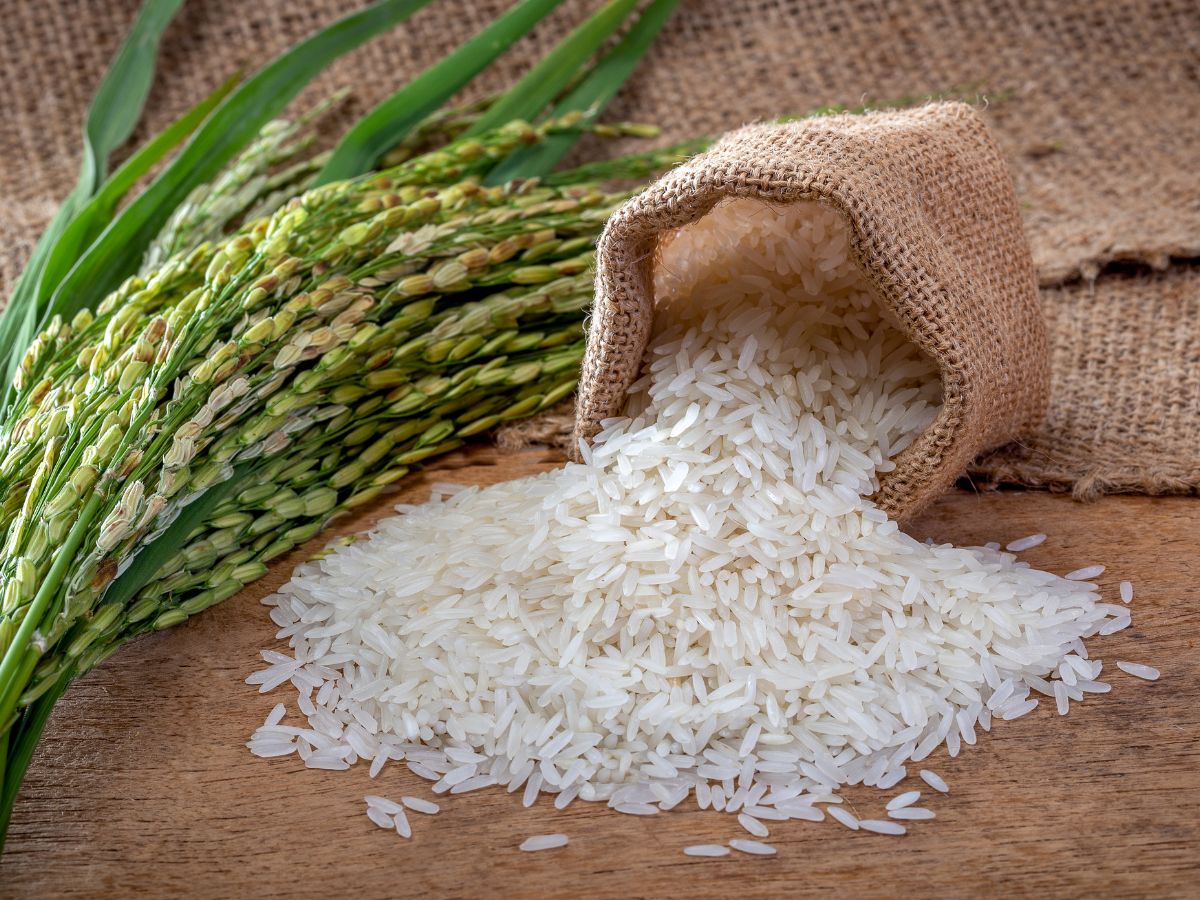 ancient-indian-foods-from-vedic-times-that-are-still-part-of-modern-diet-ghee-barley-honey-rice-lentils-milk 6 Ancient Foods Still Thriving in the Indian Diet Since Vedic Times - Photo Gallery