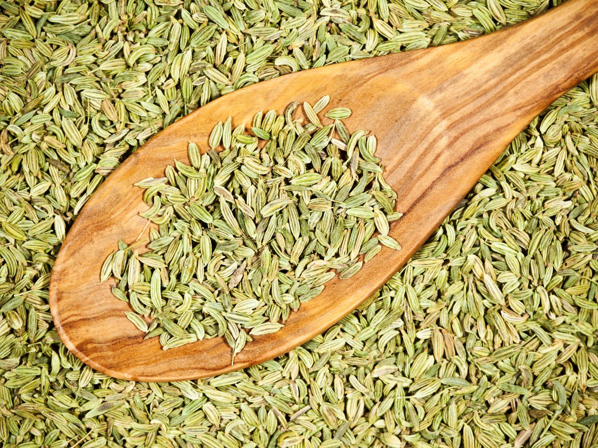 why-people-prefer-saunf-after-dinner-for-better-digestion-and-fresh-breath-health-benefits-of-fennel-seeds Why People Prefer Saunf After Dinner? - Photo Gallery