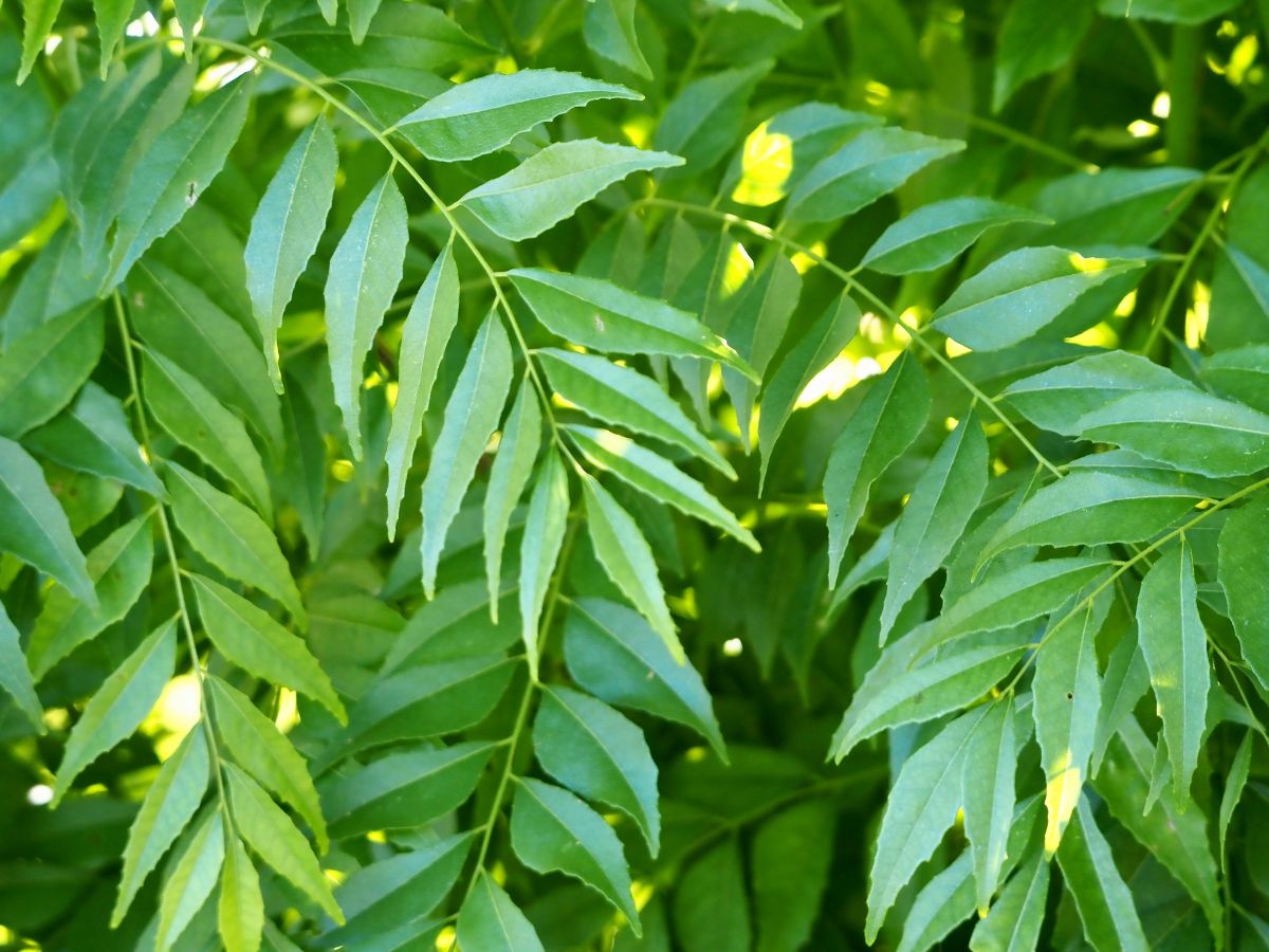 7-amazing-health-benefits-of-curry-leaves-you-should-know 7 Amazing Health Benefits of Curry Leaves You Should Know - Photo Gallery