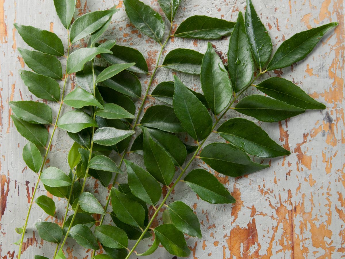 7-amazing-health-benefits-of-curry-leaves-you-should-know 7 Amazing Health Benefits of Curry Leaves You Should Know - Photo Gallery