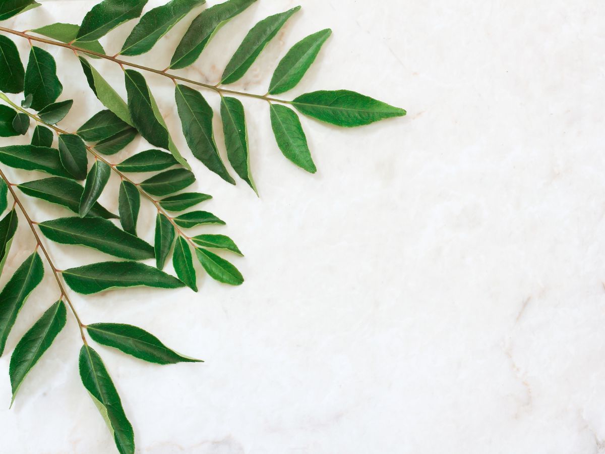 7-amazing-health-benefits-of-curry-leaves-you-should-know 7 Amazing Health Benefits of Curry Leaves You Should Know - Photo Gallery