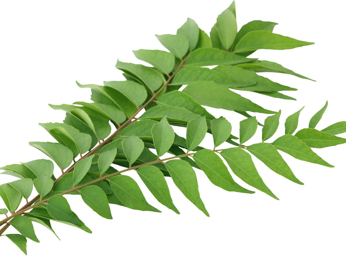 7-amazing-health-benefits-of-curry-leaves-you-should-know 7 Amazing Health Benefits of Curry Leaves You Should Know - Photo Gallery