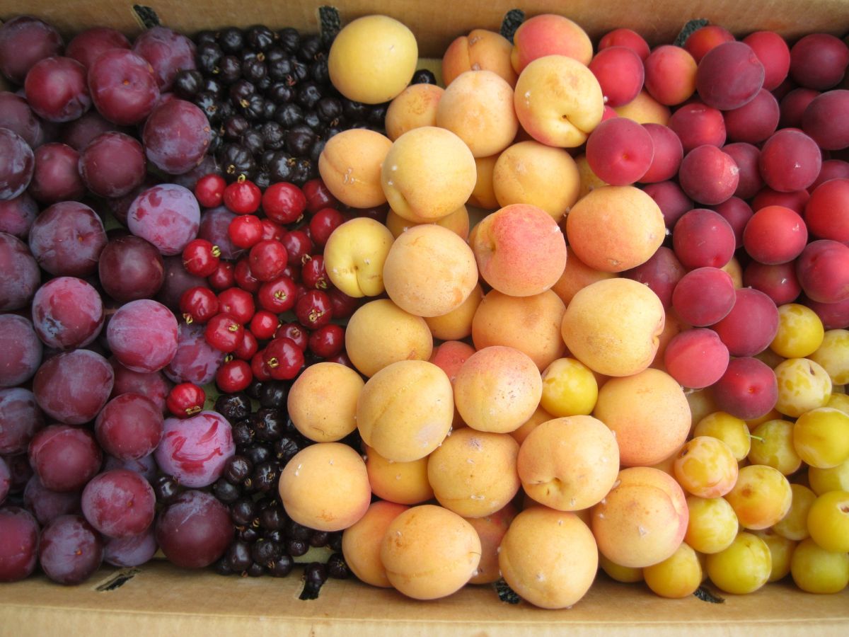 5-forgotten-local-fruits-comeback-health-benefits India’s Forgotten Fruits: 5 Local Fruits Making a Comeback for Better Health - Photo Gallery