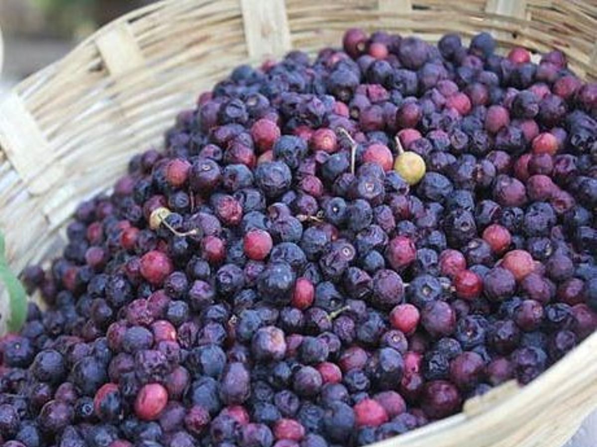 5-forgotten-local-fruits-comeback-health-benefits India’s Forgotten Fruits: 5 Local Fruits Making a Comeback for Better Health - Photo Gallery
