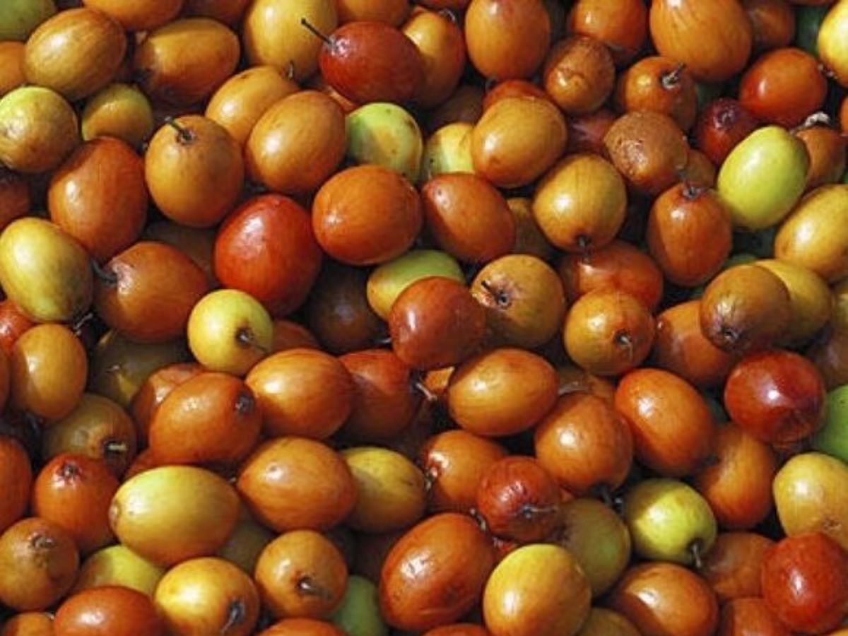 5-forgotten-local-fruits-comeback-health-benefits India’s Forgotten Fruits: 5 Local Fruits Making a Comeback for Better Health - Photo Gallery