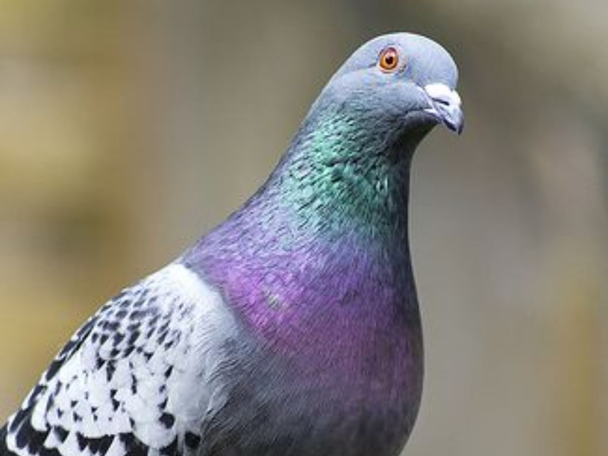 7 Animals That Recognize Your Face And Remember You - Photo Gallery