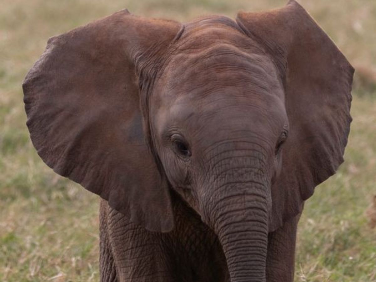 7 Animals That Recognize Your Face And Remember You - Photo Gallery